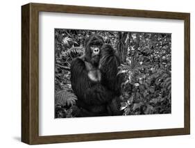 Kwitonda Silverback-Karen Lunney-Framed Photographic Print