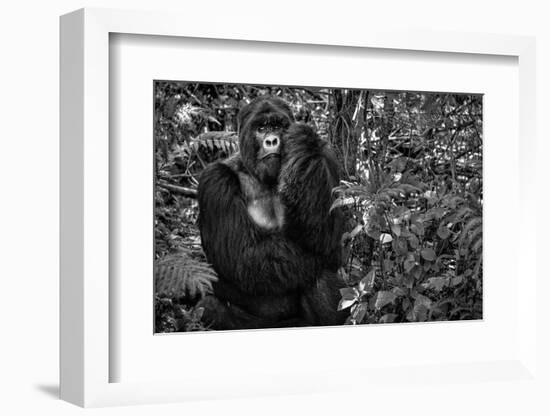 Kwitonda Silverback-Karen Lunney-Framed Photographic Print