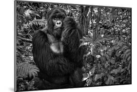 Kwitonda Silverback-Karen Lunney-Mounted Photographic Print