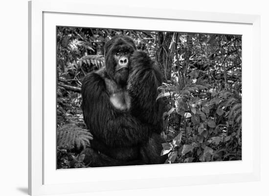 Kwitonda Silverback-Karen Lunney-Framed Photographic Print