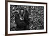 Kwitonda Silverback-Karen Lunney-Framed Photographic Print