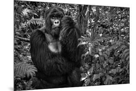 Kwitonda Silverback-Karen Lunney-Mounted Photographic Print