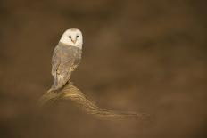 Tawny owl (Strix aluco), among autumn foliage, United Kingdom, Europe-Kyle Moore-Photographic Print