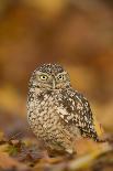 Burrowing owl (Athene cunicularia), among autumn foliage, United Kingdom, Europe-Kyle Moore-Photographic Print
