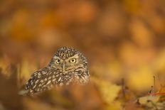 Common kestrel (Falco tinnunculus), among autumn foliage, United Kingdom, Europe-Kyle Moore-Photographic Print