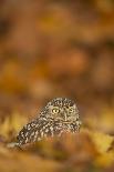 Tawny owl (Strix aluco), among autumn foliage, United Kingdom, Europe-Kyle Moore-Photographic Print