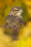 Common buzzard (Buteo buteo), among the autumn foliage, United Kingdom, Europe-Kyle Moore-Framed Photographic Print