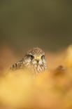 Common buzzard (Buteo buteo), flapping wings on the ground, United Kingdom, Europe-Kyle Moore-Framed Photographic Print