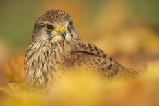 Tawny owl (Strix aluco), among autumn foliage, United Kingdom, Europe-Kyle Moore-Photographic Print