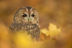 Common kestrel (Falco tinnunculus), among autumn foliage, United Kingdom, Europefoliage.-Kyle Moore-Photographic Print