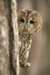 Common kestrel (Falco tinnunculus), among autumn foliage, United Kingdom, Europe-Kyle Moore-Photographic Print