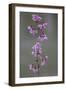 Kyoto Japan 4-Art Wolfe-Framed Photographic Print