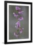 Kyoto Japan 4-Art Wolfe-Framed Photographic Print