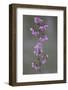 Kyoto Japan 4-Art Wolfe-Framed Photographic Print