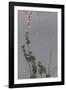 Kyoto Japan 5-Art Wolfe-Framed Photographic Print