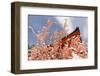 Kyoto, JAPAN - APRIL 19Th : Pink Paper Pray for Good Luck Tied on a Dry Twig in Heian Jingu Shrine,-elwynn-Framed Photographic Print