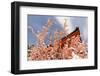 Kyoto, JAPAN - APRIL 19Th : Pink Paper Pray for Good Luck Tied on a Dry Twig in Heian Jingu Shrine,-elwynn-Framed Photographic Print