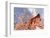 Kyoto, JAPAN - APRIL 19Th : Pink Paper Pray for Good Luck Tied on a Dry Twig in Heian Jingu Shrine,-elwynn-Framed Photographic Print