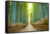 Kyoto, Japan Bamboo Forest.-SeanPavonePhoto-Framed Stretched Canvas