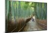 Kyoto, Japan - Green Bamboo Grove in Arashiyama-Tupungato-Mounted Photographic Print