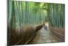 Kyoto, Japan - Green Bamboo Grove in Arashiyama-Tupungato-Mounted Photographic Print