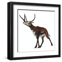 Kyptoceras on White Background-Stocktrek Images-Framed Art Print