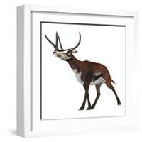 Kyptoceras on White Background-Stocktrek Images-Framed Art Print