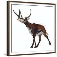 Kyptoceras on White Background-Stocktrek Images-Framed Premium Giclee Print