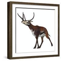 Kyptoceras on White Background-Stocktrek Images-Framed Art Print