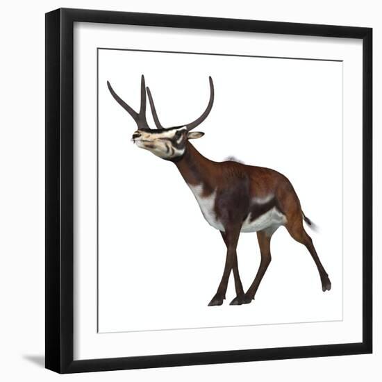 Kyptoceras on White Background-Stocktrek Images-Framed Art Print