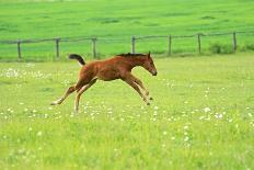 Horse-Kyslynskyy-Photographic Print