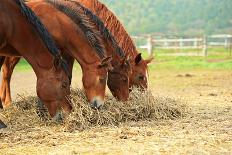 Horse-Kyslynskyy-Photographic Print