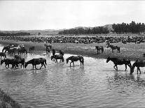 Horses Crossing the River at Round-Up Camp-L.a. Huffman-Framed Stretched Canvas