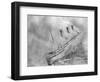 L'Atlantique Aflame Near English Channel-null-Framed Photographic Print