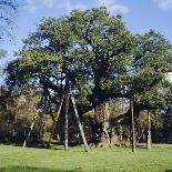 The Major Oak (Robin Hood Tree), Sherwood Forest, Nottinghamshire, England-L Bond-Photographic Print
