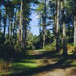 Woodland Walk, Sherwood Forest, Edwinstowe, Nottinghamshire, England-L Bond-Framed Stretched Canvas