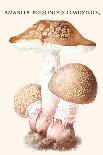 Amanita Poisonous Toadstool-L. Dufour-Framed Art Print