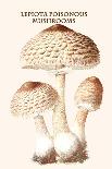 Lepiota Poisonous Mushrooms-L. Dufour-Art Print