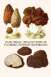 Morchella Dryland Fish or Hickory Chicken Mushroom-L. Dufour-Art Print