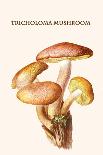 Amanita Poisonous Toadstool-L. Dufour-Stretched Canvas