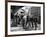 L'Equipee Sauvage THE WILD ONE by Laszlo Benedek with Marlon Brando and Yvonne Doughty, 1953 (b/w p-null-Framed Photo