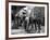 L'Equipee Sauvage THE WILD ONE by Laszlo Benedek with Marlon Brando and Yvonne Doughty, 1953 (b/w p-null-Framed Photo