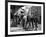 L'Equipee Sauvage THE WILD ONE by Laszlo Benedek with Marlon Brando and Yvonne Doughty, 1953 (b/w p-null-Framed Photo