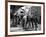 L'Equipee Sauvage THE WILD ONE by Laszlo Benedek with Marlon Brando and Yvonne Doughty, 1953 (b/w p-null-Framed Photo