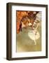 L'Etoile, or La Danseuse Sur la Scene-Edgar Degas-Framed Giclee Print