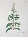 Mentha Piperita from "Phytographie Medicale" by Joseph Roques, Published in 1821-L.f.j. Hoquart-Framed Giclee Print