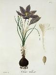 Saffron Crocus from "Phytographie Medicale" by Joseph Roques, Published in 1821-L.f.j. Hoquart-Framed Stretched Canvas