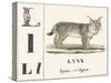 L for Lynx, 1850 (Engraving)-Louis Simon (1810-1870) Lassalle-Stretched Canvas