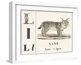 L for Lynx, 1850 (Engraving)-Louis Simon (1810-1870) Lassalle-Framed Giclee Print