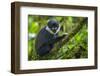 L'Hoest's monkey, Bwindi Impenetrable National Forest, Uganda-Art Wolfe-Framed Premium Photographic Print